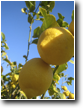The orange and lemon trees in SA TARONJA, that give Sa Taronja its name. Every year the heady perfume of orange-blossom fills the air, and friends and members gather to harvest the fruit and make jam. 