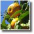 orangesTina1