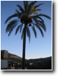The SA TARONJA palm tree is a landmark...